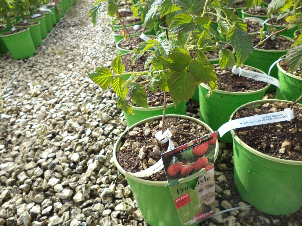 RUBUS ROSSO 042015